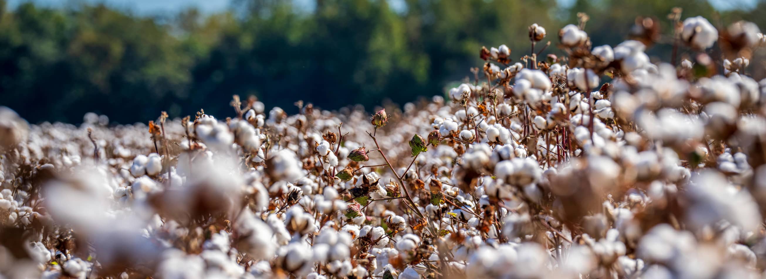 The Organic Cotton Advantage: A Sustainable, Healthy Choice